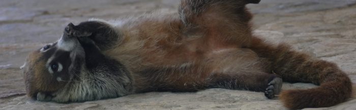 White-Nosed Coati