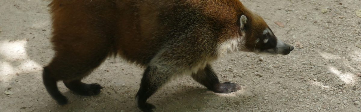 White-Nosed Coati