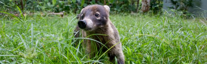 White-Nosed Coati