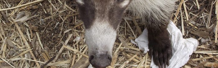 White-Nosed Coati