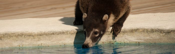 White-Nosed Coati
