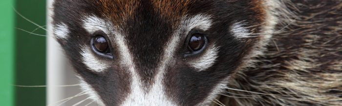 White-Nosed Coati