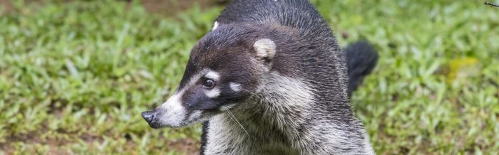 White-Nosed Coati