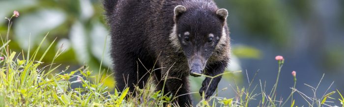 White-Nosed Coati