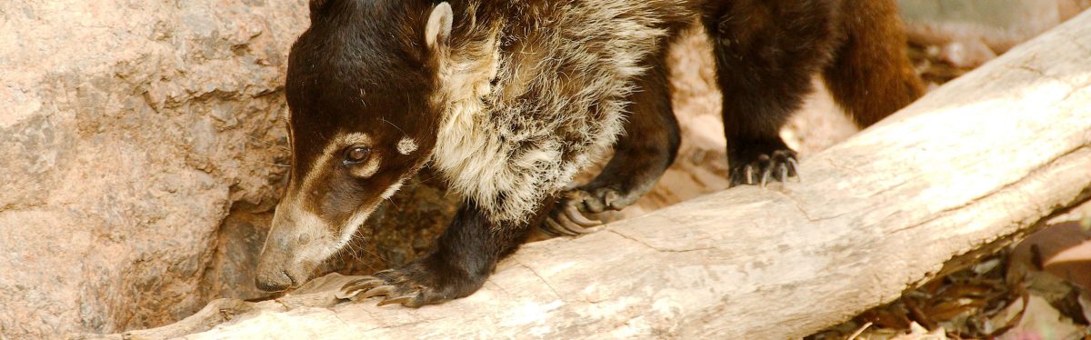 White-Nosed Coati
