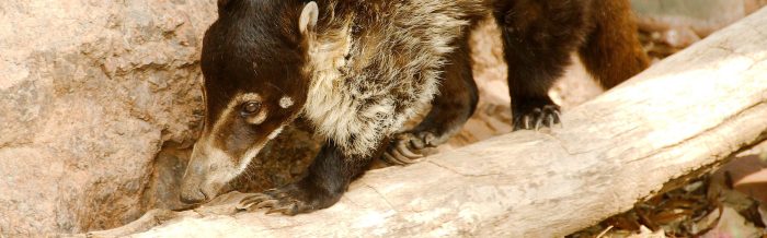 White-Nosed Coati