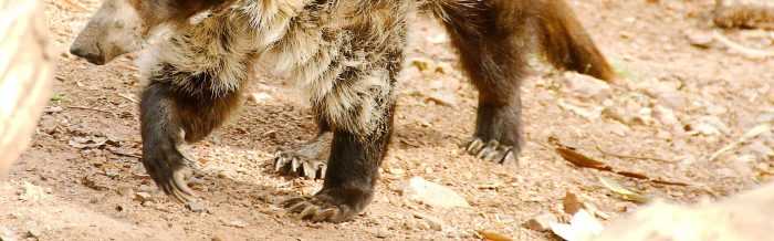 White-Nosed Coati
