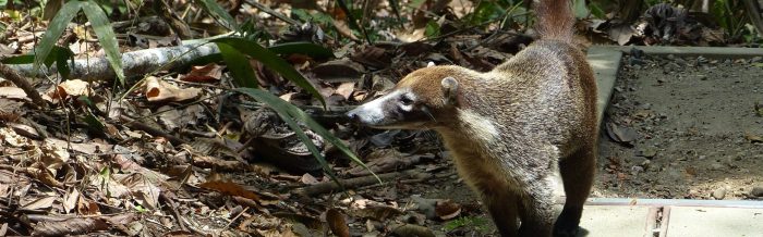 White-Nosed Coati