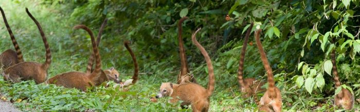 White-Nosed Coati