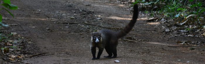 White-Nosed Coati