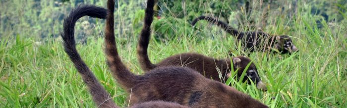 White-Nosed Coati