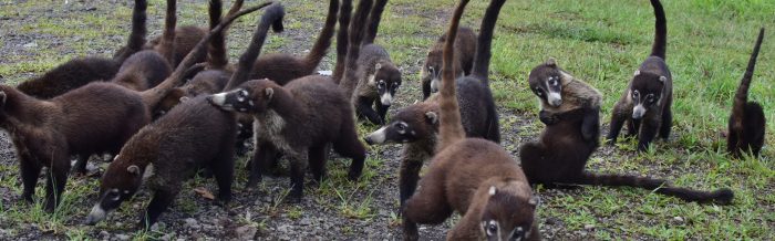 White-Nosed Coati