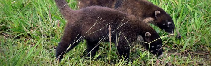 White-Nosed Coati