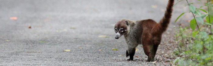 White-Nosed Coati