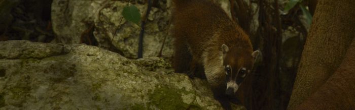 White-Nosed Coati