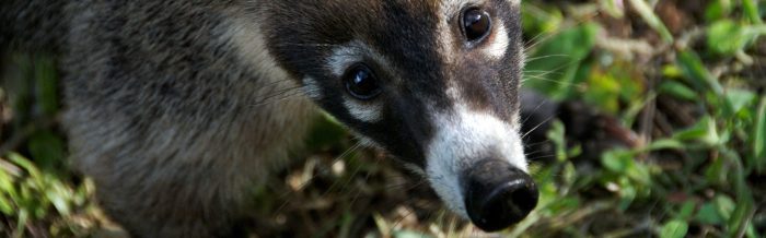 White-Nosed Coati