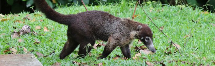 White-Nosed Coati