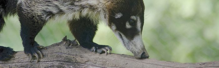 White-Nosed Coati
