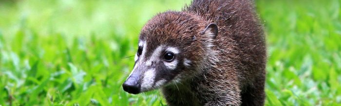 White-Nosed Coati