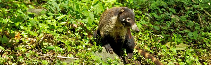 White-Nosed Coati