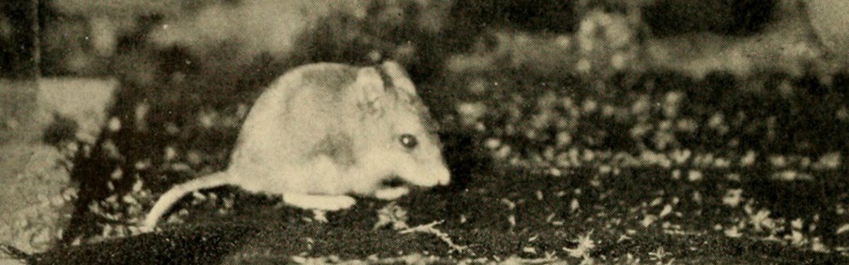 Southern Grasshopper Mouse