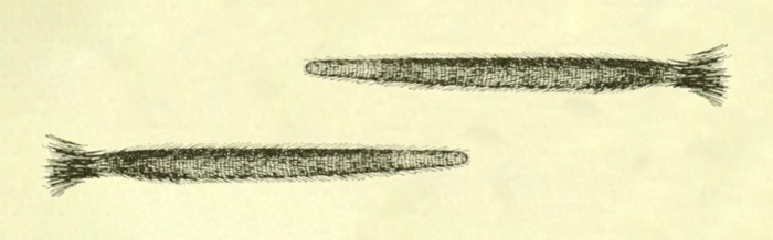 Southern Grasshopper Mouse