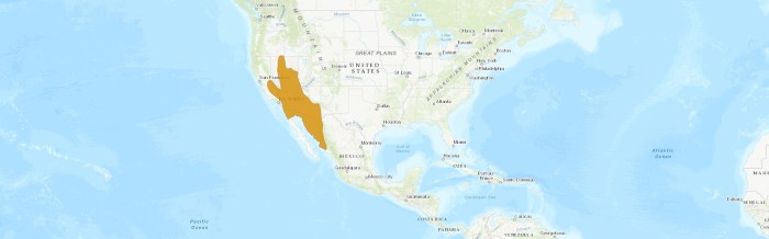 Southern Grasshopper Mouse