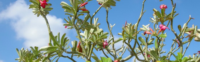 Southern Grasshopper Mouse