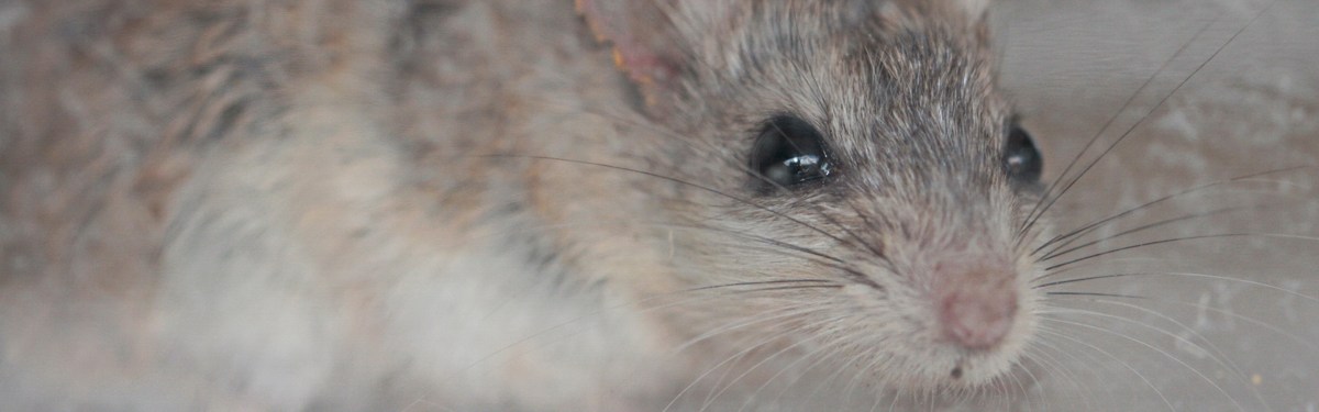 Southern Grasshopper Mouse