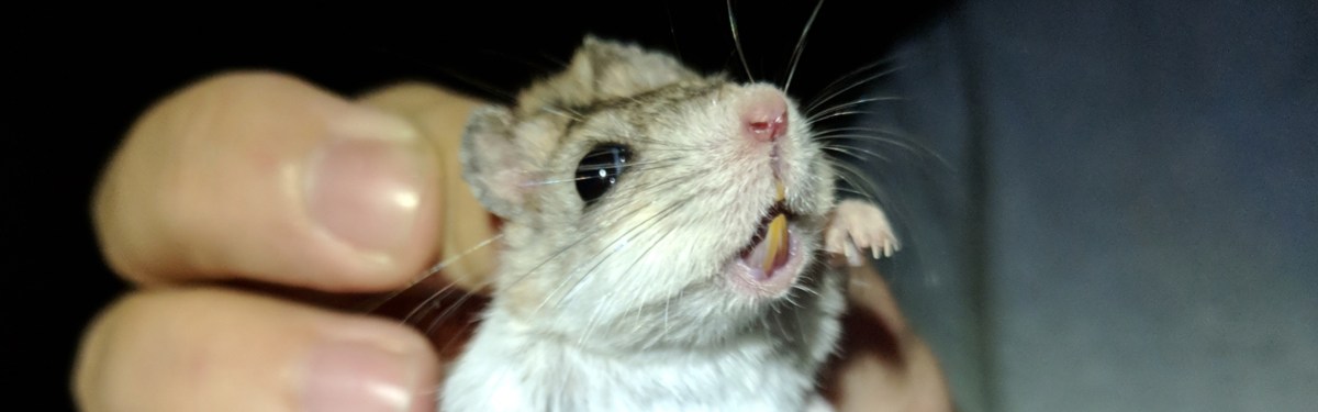 Southern Grasshopper Mouse
