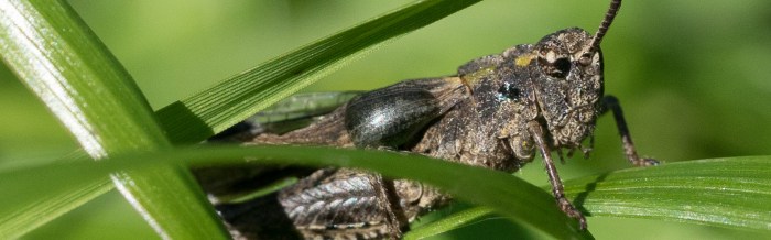 Southern Grasshopper Mouse