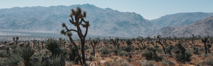 Southern Grasshopper Mouse