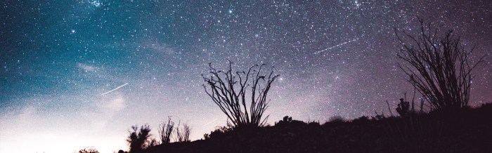 Southern Grasshopper Mouse