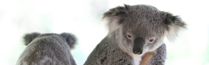 Koala