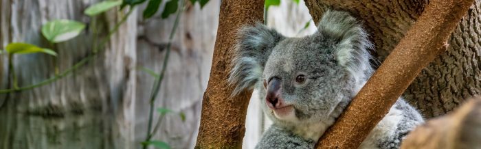 Koala