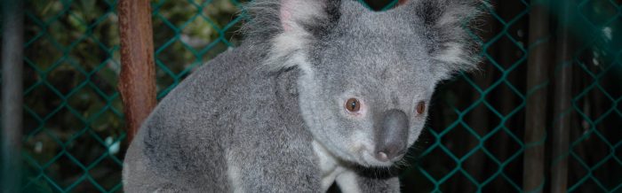 Koala