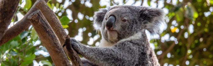 Koala