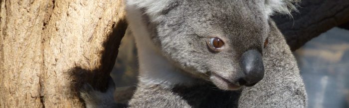 Koala
