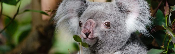 Koala
