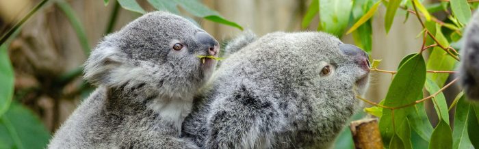 Koala