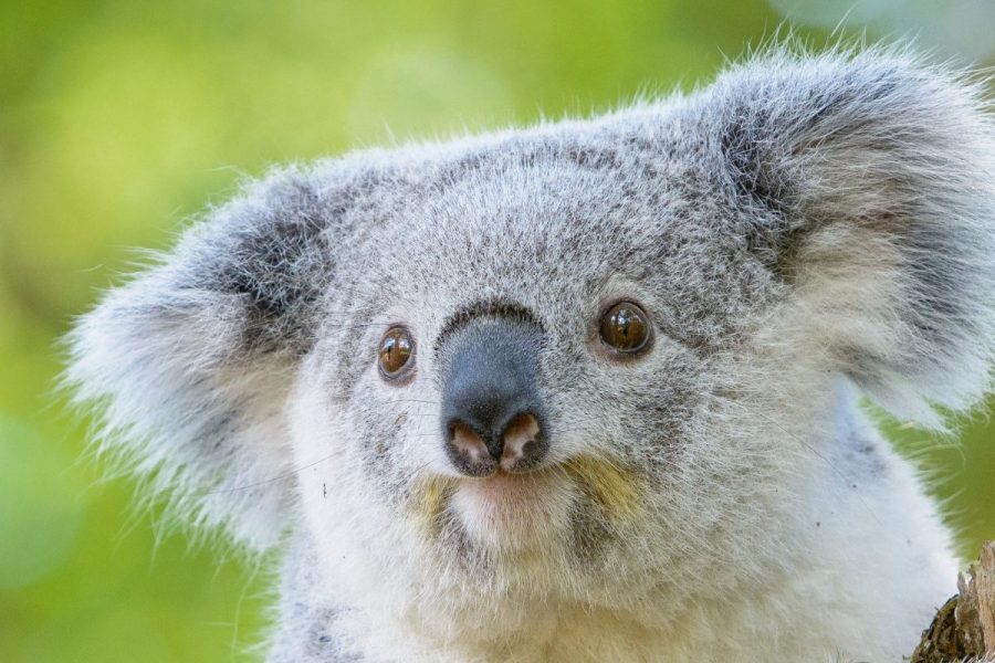 Koala