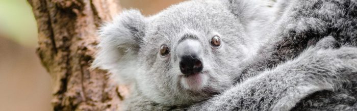 Koala