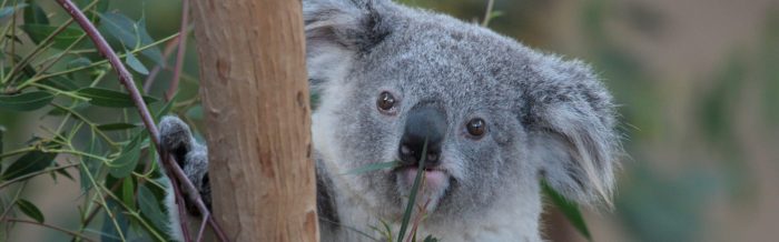 Koala