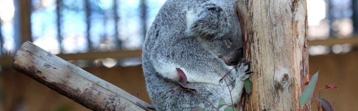 Koala