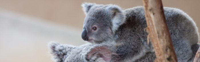 Koala