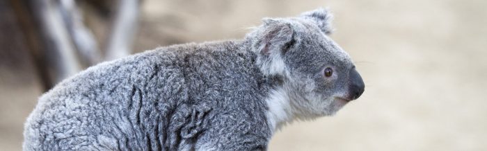 Koala
