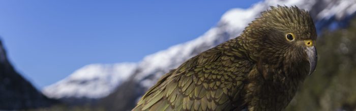 Kea