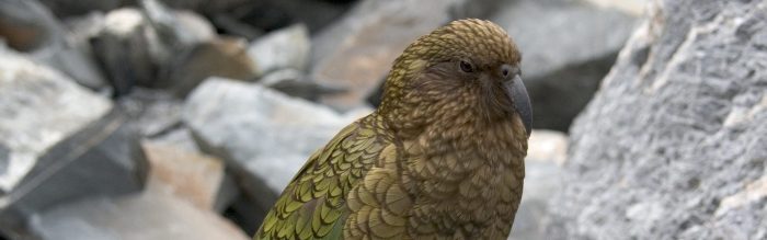 Kea