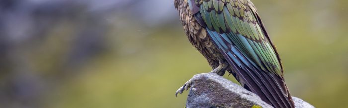Kea