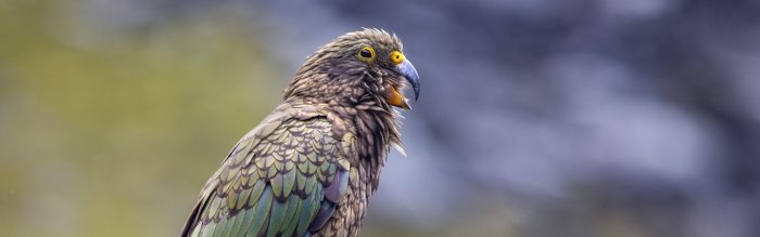 Kea